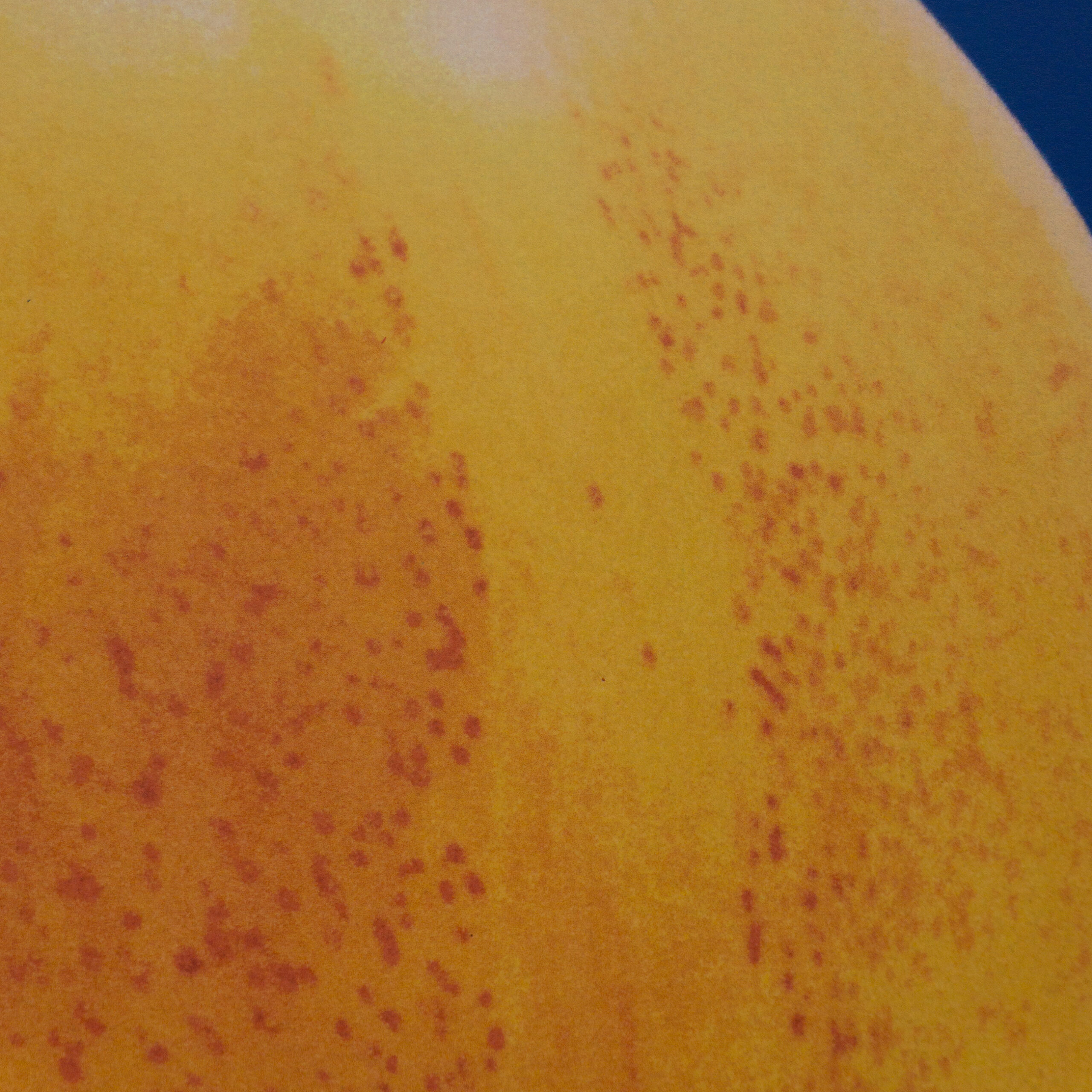 Florent Tanet : Nectarine – Image 4